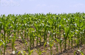 Corn field