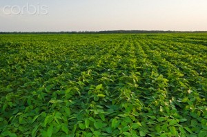 Mid-growth soybean field, Manitoba, Canada