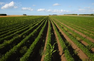 Carrot field near Reville