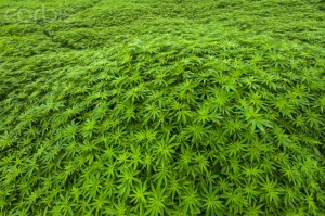 Large tracks of marijuana are grown by local minorities for the hemp it produces