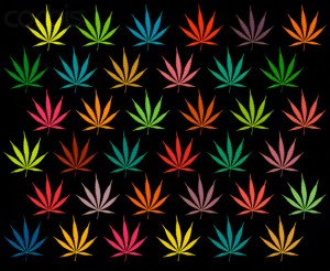 Multicolored Cannabis Leaves