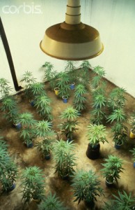 Marijuana Plants Under Grow Light