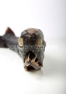 Deep-sea dragonfish specimen