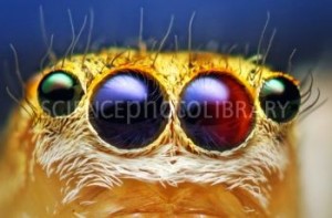 Jumping spider