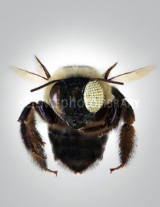 Bee with electronic compound eye