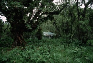 Base of Zoologist Dian Fossey