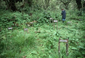 Zoologist Dian Fossey Walking Among Graves