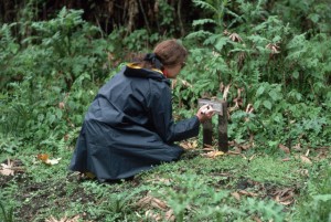 Zoologist Dian Fossey