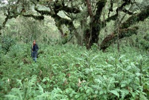 Zoologist Dian Fossey