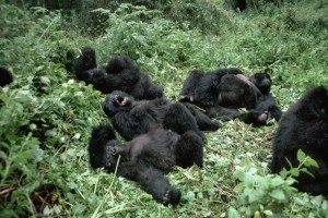 Mountain Gorillas