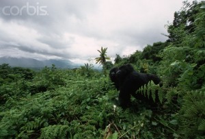 Mountain Gorillas