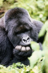 Mountain Gorilla