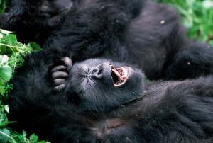 Mountain Gorilla