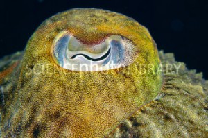 Z5050087-Common_cuttlefish_s_eye