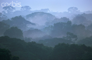 Tropical Rainforest Canopy in Morning Fog