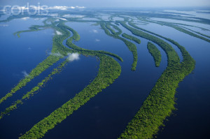 Flooded forest in the Anavilhanas Archipelago