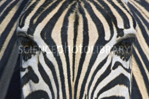 C0057552-Burchell_s_Zebra_eyes_and_facial_stripes-SPL