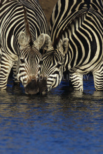 C0058314-Common_Zebras_drinking_at_waterhole-SPL