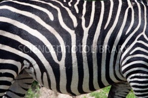 C0116745-Plains_zebra-SPL