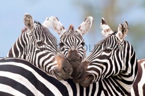 Plains zebra