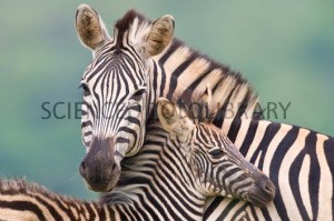 Plains zebra and foal