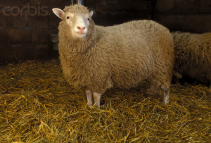 Dolly the Cloned Sheep