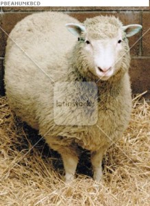 The world's first clone of an adult animal, Dolly the sheep, stands in her pen at the Roslin Institu..