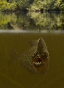 Red Bellied Piranha