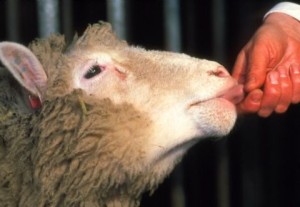 Dolly, the first cloned sheep