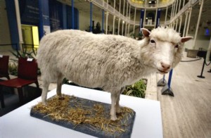 Dolly the sheep on display in a museum
