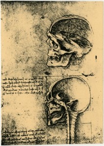 Anatomical sketch of two human skulls by Leonardo da Vinci