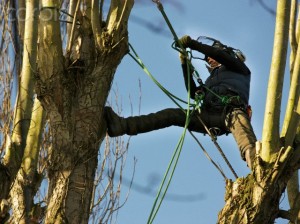 Tree Surgeon Working on Tree