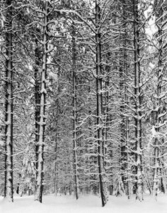Pine Forest Covered in Snow