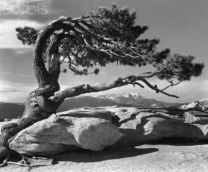 Jeffrey Pine, Sentinel Dome, Yosemite National Park, California, c. 1940 by Ansel Adams