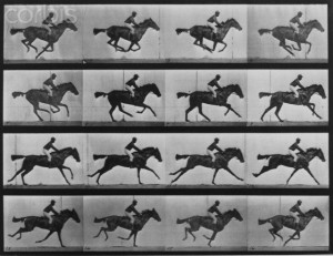 Motion of a Galloping Horse