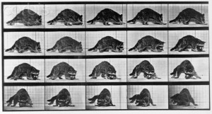 Animal locomotion. Plate 745 - Raccoon. 3 photos by Eadweard Muybridge, c1887. Lot 3309 Shelf Animals - Raccoon Animals - Sloth Horses and Mules