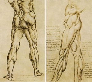 Da Vinci Anatomical Drawings