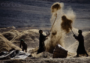 Harvesters Throwing Barley During Harvest