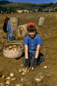 A girl looks up from harvesting potatoes in a field