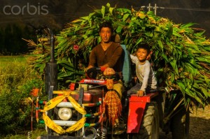 Farmers harvesting corn, Qonggyai, Lhoka (Shannan) Prefecture, Tibet (Xizang), China