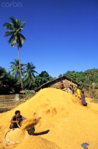 Rice Winnowing,Mrauk U, Arkan state, Myanmar.