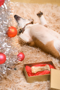 Dog Lying on Rug by Christmas Tree