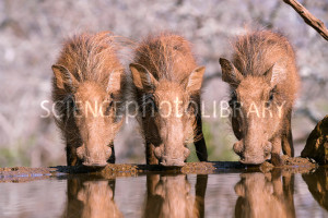 Young warthogs drinking