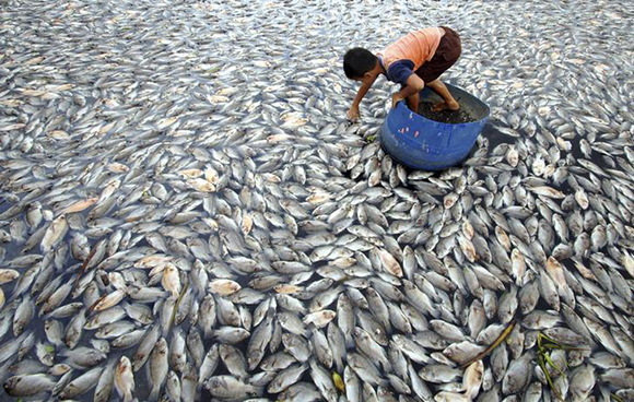 A child examines some of the dead farmed fish floating in Lake Maninjau, West Sumatra province Indonesia February 20, 2016 in this photo taken by Antara Foto. Fishery officials say that up to 30 tonnes of farmed fish have died due to high winds on the lake. REUTERS/Iggoy el Fitra/Antara Foto ATTENTION EDITORS - THIS IMAGE HAS BEEN SUPPLIED BY A THIRD PARTY. IT IS DISTRIBUTED, EXACTLY AS RECEIVED BY REUTERS, AS A SERVICE TO CLIENTS. FOR EDITORIAL USE ONLY. NOT FOR SALE FOR MARKETING OR ADVERTISING CAMPAIGNS MANDATORY CREDIT. INDONESIA OUT. NO COMMERCIAL OR EDITORIAL SALES IN INDONESIA. TPX IMAGES OF THE DAY
