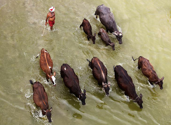 A man herds his cattle in the river Ganga on a hot summer day in Allahabad, India, May 22, 2017. REUTERS/Jitendra Prakash TPX IMAGES OF THE DAY