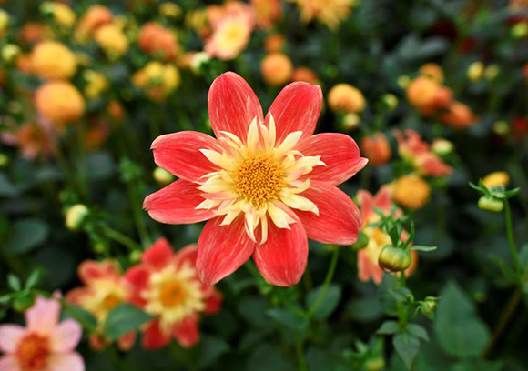 A LaGioconda Dahlia is displayed at the Royal Horticultural Society's Chelsea Flower show in London, Britain, May 22, 2017. REUTERS/Dylan Martinez