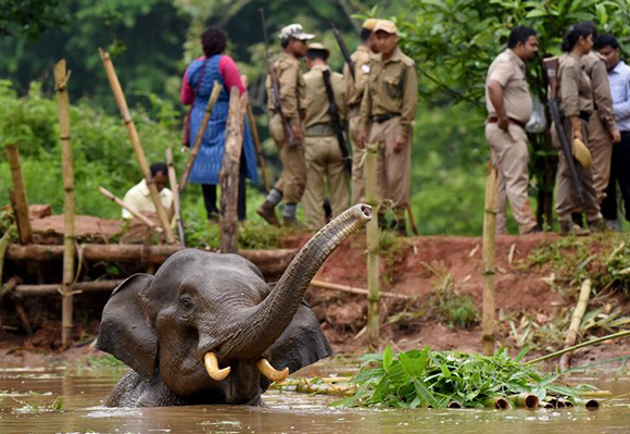 Forest officials try to rescue an injured elephant who fell into a pond at the Amchang Wildlife Sanctuary on the outskirts of Guwahati, India May 24, 2017. REUTERS/Anuwar Hazarika TPX IMAGES OF THE DAY