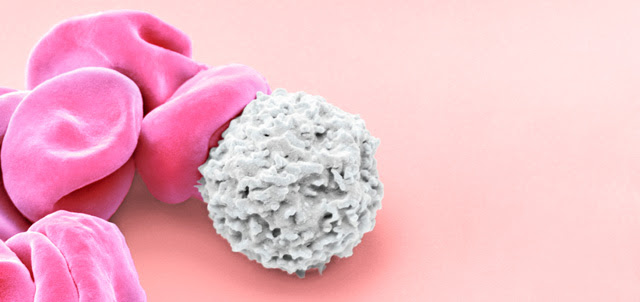 Human blood cells, Coloured scanning electron micrograph (SEM) of blood cells from the site of an early skin wound. Red (erythrocytes) and a white blood cell (leucocyte) are present. These are the two main cell components of blood. Erythrocytes are carriers of oxygen and carbon dioxide. Their biconcave surface provides maximum surface area for the exchange of gases. Leucocytes are involved in the immune system's defence mechanisms, lymph system, and involved in antibody production.Magnification: x6000 when printed 10cm wide.