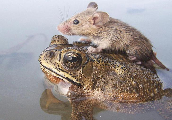 A mouse rides on the back of a frog in floodwaters in the northern Indian city Lucknow. Photo by Pawan Kumar