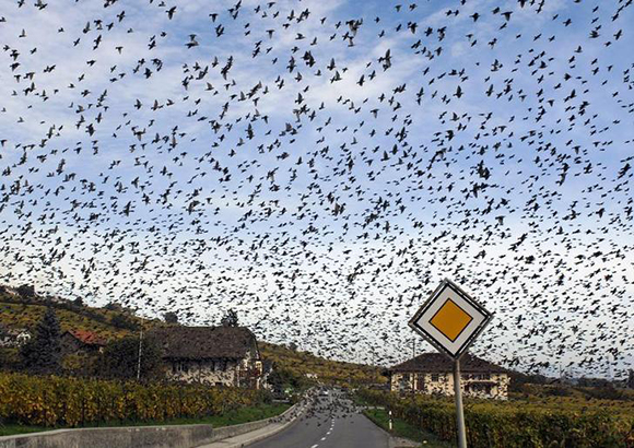 A flock of starling birds flies across a road in the village of Mont-sur-Rolle in the Lake Geneva region. Photo by Denis Balibouse